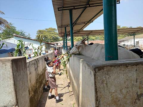 Grade 1 field trip to Gaushala - 9