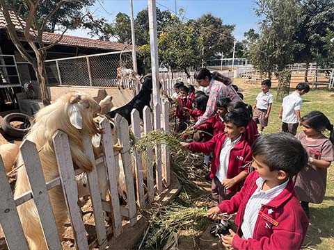 Kindergarten Picket Fence Farm Visit - 13