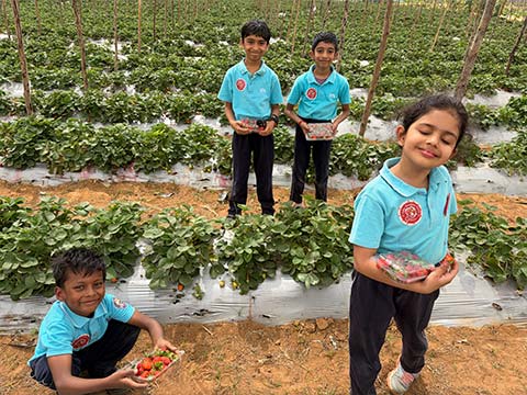  Montessori - Visit to a Strawberry Farm - 12