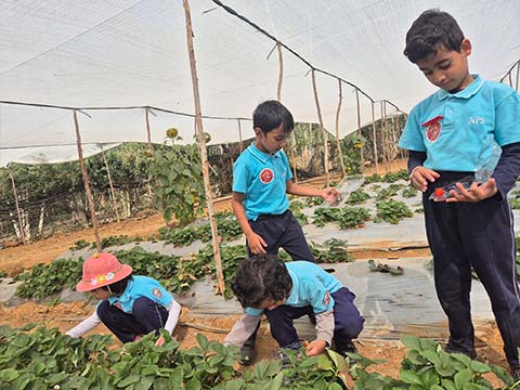  Montessori - Visit to a Strawberry Farm - 9